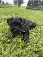 Snickers, a female Miniature Schnauzer for sale in Des Moines, IA – 10 of 10