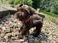 Jewel, a female Miniature Schnauzer for sale in Waterloo, IA – 2 of 10
