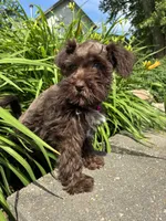 Jewel, a female Miniature Schnauzer for sale in Waterloo, IA – 4 of 10