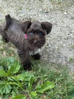 Jewel, a female Miniature Schnauzer for sale in Waterloo, IA – 7 of 10