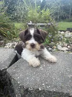 Truffle, a female Miniature Schnauzer for sale in Des Moines, IA – 9 of 9