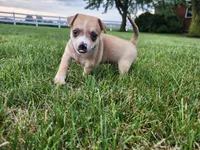 Diego, a male Chihuahua for sale in Spencerville, IN – 5 of 8