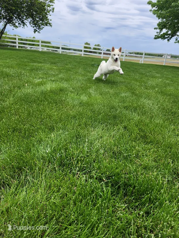 Toby – Shiba Inu puppy for sale in Spencerville, IN