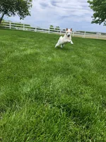 Toby, a male Shiba Inu for sale in Spencerville, IN – 1 of 3