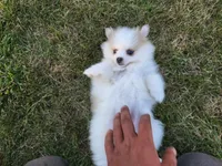 Elsa, a female Pomsky for sale in Spencerville, IN – 5 of 7