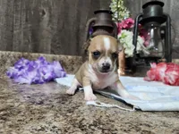 Elsa, a female Chihuahua for sale in Spencerville, IN – 1 of 8