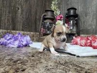 Elsa, a female Chihuahua for sale in Spencerville, IN – 6 of 8