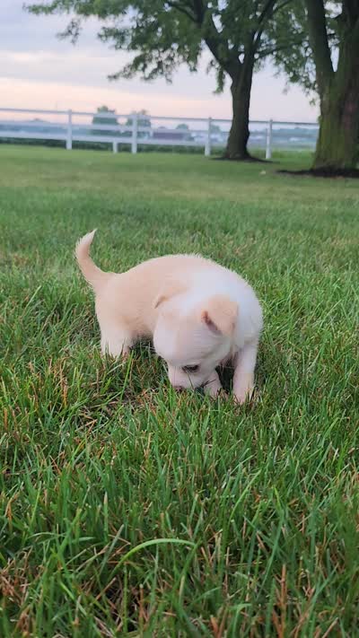 Bella , a female Chihuahua for sale in Spencerville, IN – 9 of 9