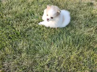 Elsa, a female Pomsky for sale in Spencerville, IN – 6 of 7