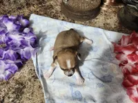 Elsa, a female Chihuahua for sale in Spencerville, IN – 2 of 8