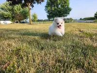 Elsa, a female Pomsky for sale in Spencerville, IN – 1 of 7