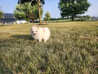 Elsa, a female Pomsky for sale in Spencerville, IN – 3 of 7