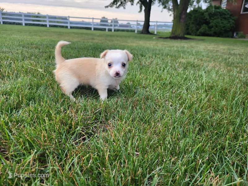 Bella  – Chihuahua puppy for sale in Spencerville, IN