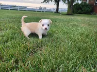 Bella , a female Chihuahua for sale in Spencerville, IN – 1 of 9