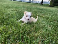 Bella , a female Chihuahua for sale in Spencerville, IN – 3 of 9
