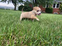Diego, a male Chihuahua for sale in Spencerville, IN – 6 of 8