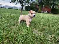 Diego, a male Chihuahua for sale in Spencerville, IN – 3 of 8
