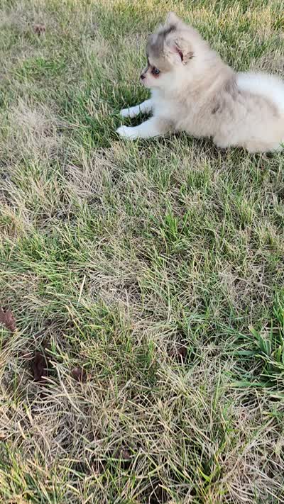 Skye, a male Pomsky for sale in Spencerville, IN – 7 of 7