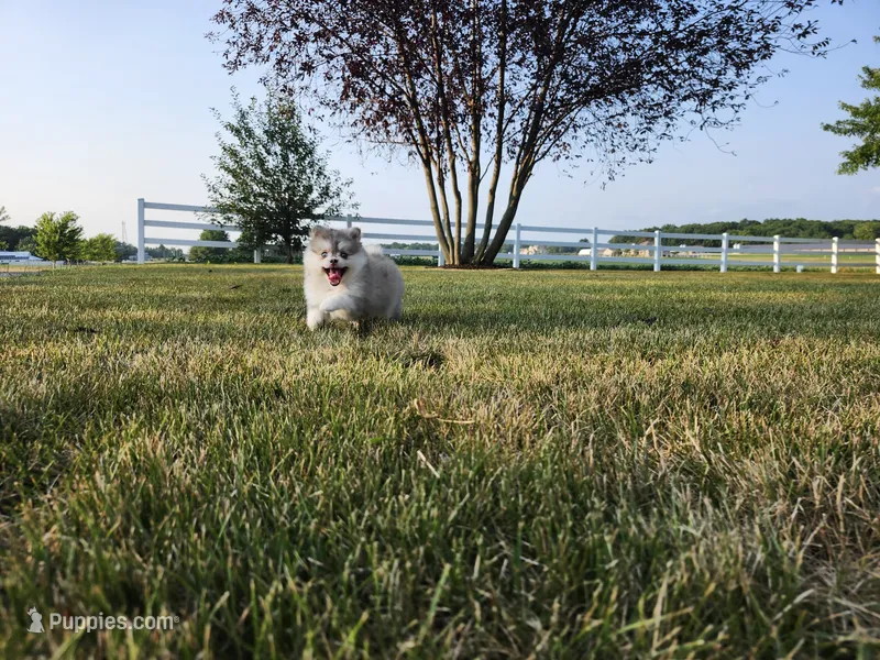 Skye – Pomsky puppy for sale in Spencerville, IN