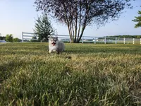 Skye, a male Pomsky for sale in Spencerville, IN – 3 of 6