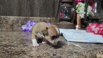 Elsa, a female Chihuahua for sale in Spencerville, IN – 8 of 8