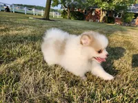 Elsa, a female Pomsky for sale in Spencerville, IN – 4 of 7