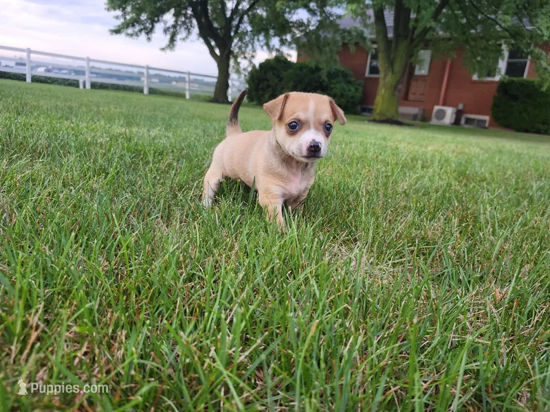 Diego – Chihuahua puppy for sale in Spencerville, IN