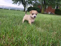 Diego, a male Chihuahua for sale in Spencerville, IN – 1 of 8