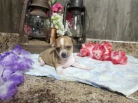Elsa, a female Chihuahua for sale in Spencerville, IN – 4 of 8