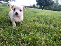 Bella , a female Chihuahua for sale in Spencerville, IN – 5 of 9