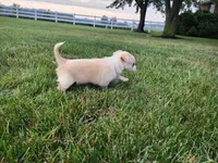 Bella , a female Chihuahua for sale in Spencerville, IN – 8 of 9
