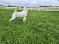 Toby, a male Shiba Inu for sale in Spencerville, IN – 3 of 3