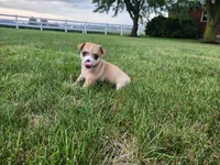 Diego, a male Chihuahua for sale in Spencerville, IN – 7 of 8