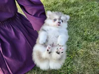 Skye, a male Pomsky for sale in Spencerville, IN – 5 of 6