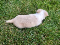 Bella , a female Chihuahua for sale in Spencerville, IN – 6 of 9