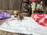 Elsa, a female Chihuahua for sale in Spencerville, IN – 5 of 8