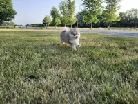 Skye, a male Pomsky for sale in Spencerville, IN – 6 of 6