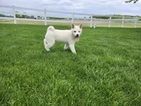 Toby, a male Shiba Inu for sale in Spencerville, IN – 2 of 3