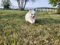 Elsa, a female Pomsky for sale in Spencerville, IN – 2 of 7