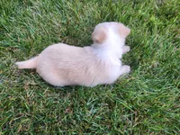 Bella , a female Chihuahua for sale in Spencerville, IN – 4 of 9