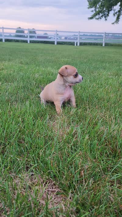 Diego, a male Chihuahua for sale in Spencerville, IN – 8 of 8