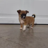 Oscar, a male Chihuahua for sale in Spencerville, IN – Photo 4 of 4