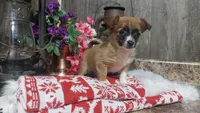 Oscar, a male Chihuahua for sale in Spencerville, IN – Photo 2 of 2