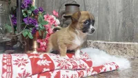 Oscar, a male Chihuahua for sale in Spencerville, IN – Photo 1 of 2
