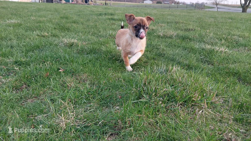 Oscar – Chihuahua puppy for sale in Spencerville, IN