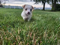 Bella , a female Chihuahua for sale in Spencerville, IN – 2 of 9