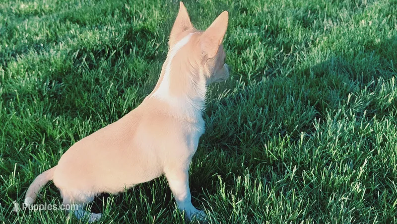 Princess  – Chihuahua puppy for sale in Spencerville, IN