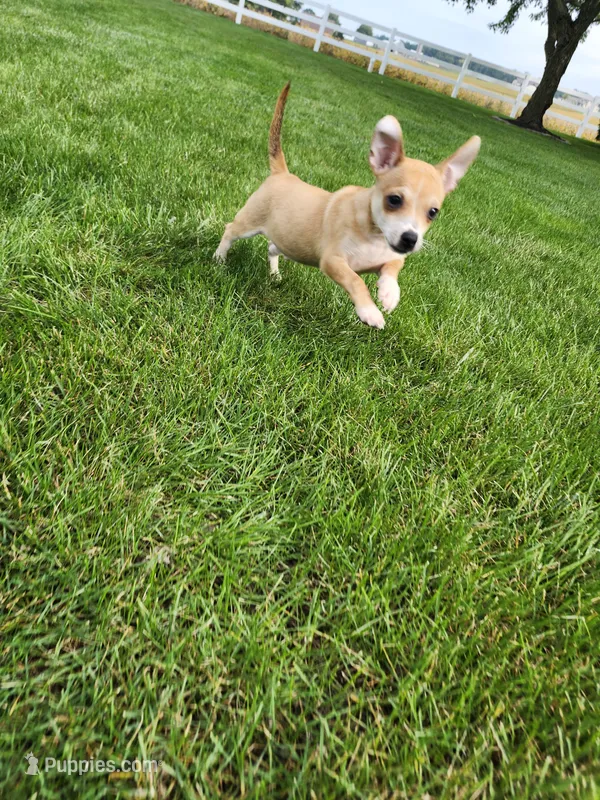 Diego – Chihuahua puppy for sale in Spencerville, IN