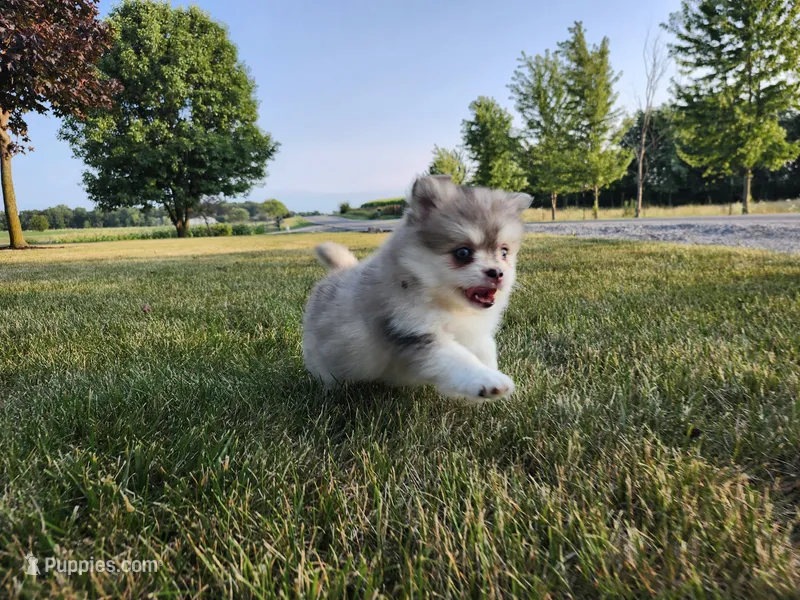 Skye – Pomsky puppy for sale in Spencerville, IN