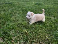Bella , a female Chihuahua for sale in Spencerville, IN – 7 of 9